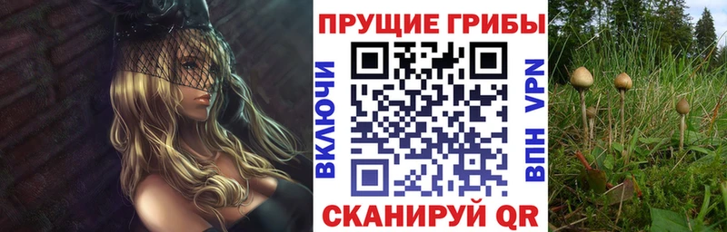 Галлюциногенные грибы Psilocybine cubensis  Волжский 
